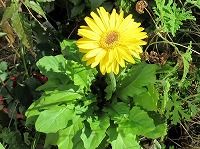 ２月１１日の誕生花 ガーベラ 黄 の花言葉 究極の美 太陽に向かって咲く 光に満ちた 黄色い花 弥生おばさんのガーデニングノート 花と緑の365日 楽天ブログ