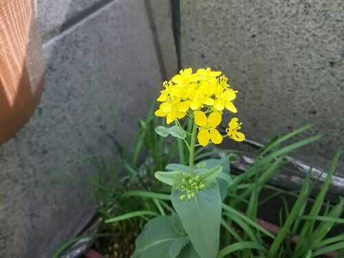 小松菜 花が咲く 家庭菜園で楽しく節約 楽天ブログ