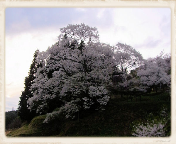 薄暗い千年桜