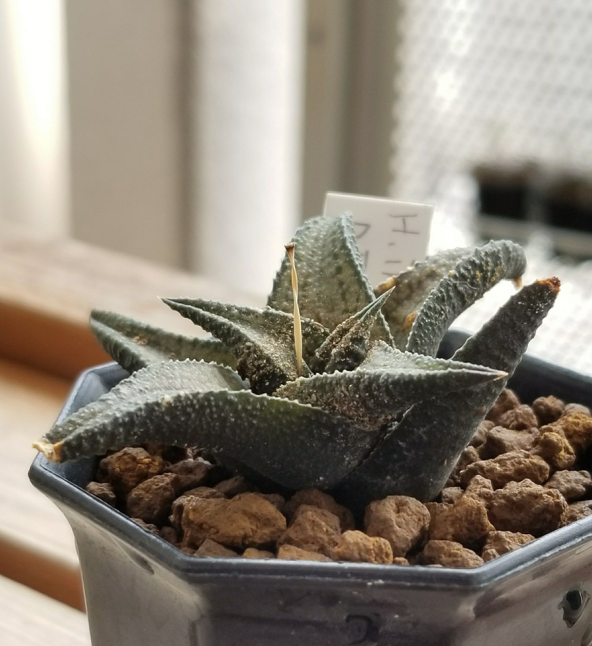 サボテン 多肉植物 38 ハオルチア コエルマニオルム 赤肌特良カキ仔