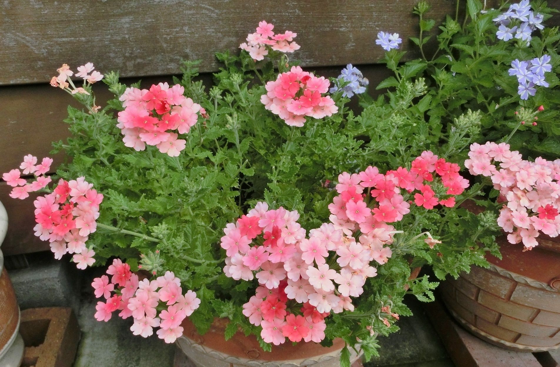 バーベナ 花手毬ふくむ が一杯 だい のひとりごと 楽天ブログ