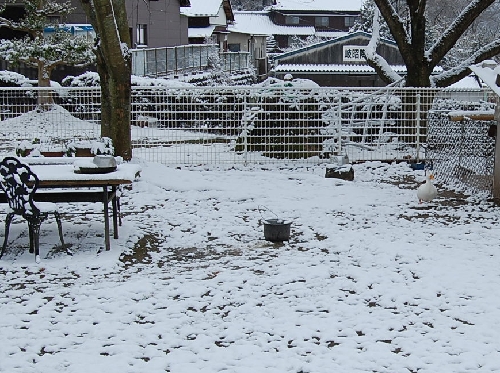 DSC_0098.JPG
