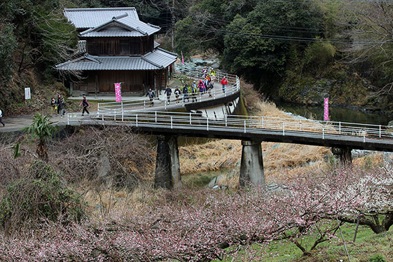 美郷梅の花ウォーク-05♪
