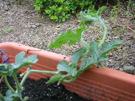 2012_0609_140727-IMG_4004.JPG