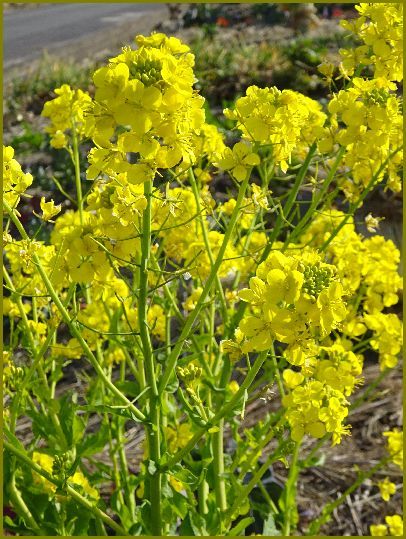 令和２年２月４日 菜の花や温もり集め咲き誇る 花の歳時記 天南星の魅力 山野草 楽天ブログ