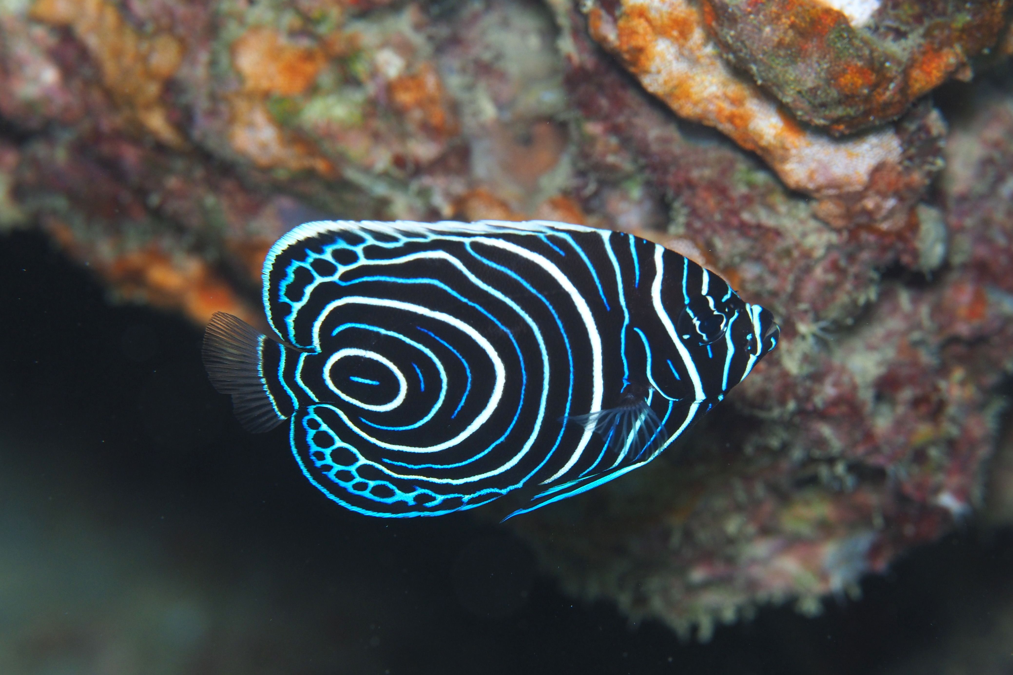 サザナミヤッコ幼魚 デコボコ潜水 楽天ブログ