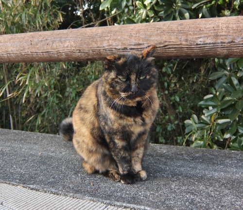 樫野埼灯台　和歌山　水仙　猫　トルコ　