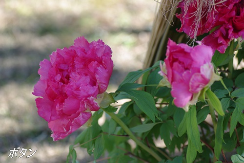 旧芝離宮恩賜庭園にて