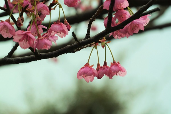 土肥桜