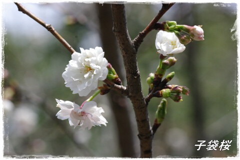 子袋桜