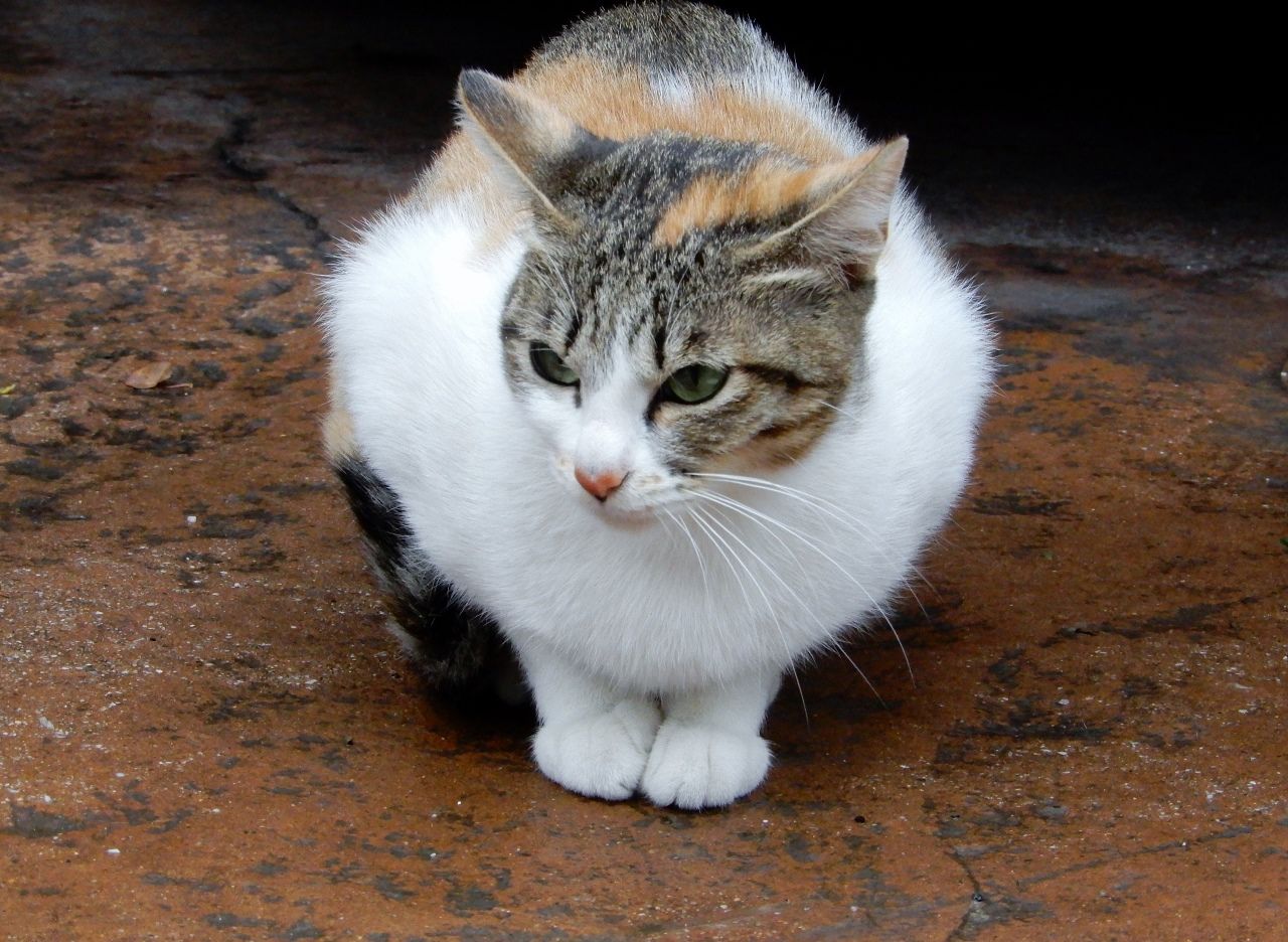 雨上がり直後の猫たちの様子は と言いますと の巻 人さまのネコ 楽天ブログ 雨上がり直後の猫たちの様子は と言いますと の巻 人さまのネコ 楽天ブログ