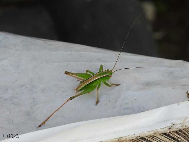 ニシキリギリス 背中の二本の線が特徴の若齢幼虫です いねねの趣味三昧 昆虫 野鳥 古寺巡り 読書 木工 語学など 楽天ブログ