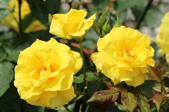 藍住バラまつり-04♪