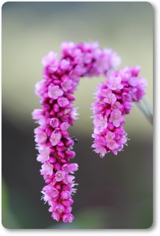 オオケタデ-5 13.9.18