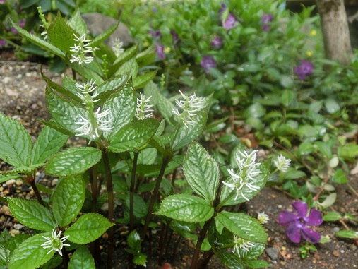 ヒトリシズカとツルニチニチソウ