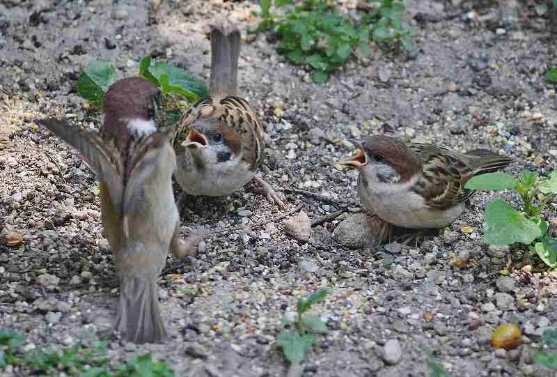 IMG_1051 (800x541).jpg