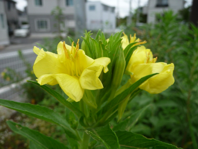 132 待宵草