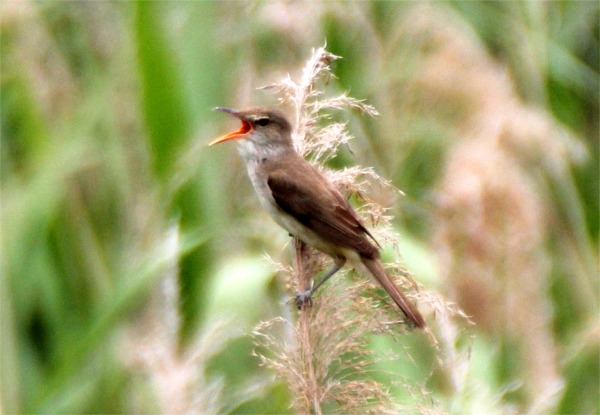 IMG_0505ヨシキリ.jpg
