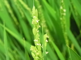 稲の花