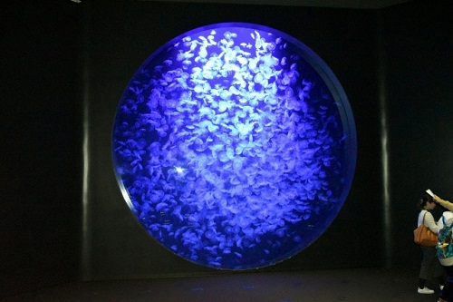 加茂水族館のクラゲ (1)・ミズクラゲ.jpg