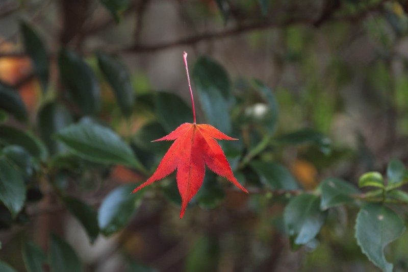 東福寺_006散り紅葉.jpg