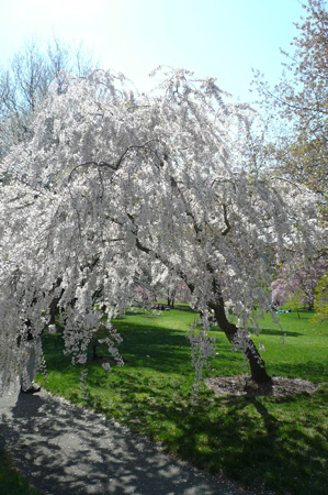Cherry04.jpg
