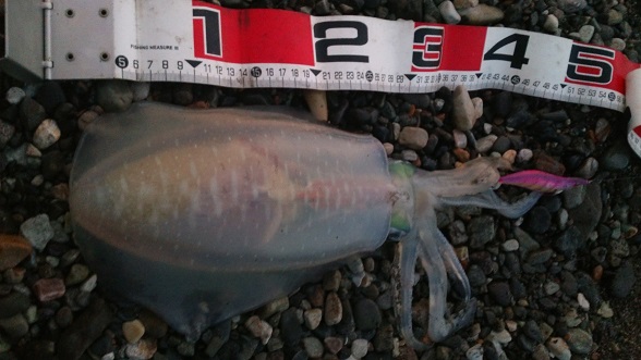 少なく見積もって26cm