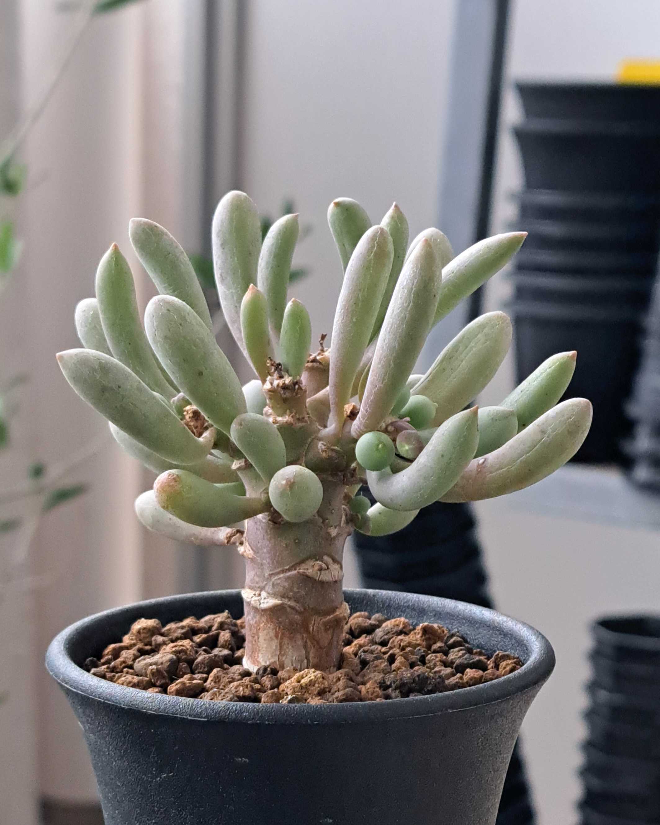 オトンナ・クラビフォリアの様子を見る | デルオの多肉日記 - 楽天ブログ