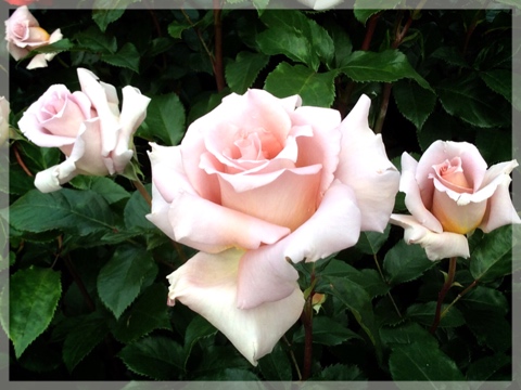 ローズ&グラスガーデン