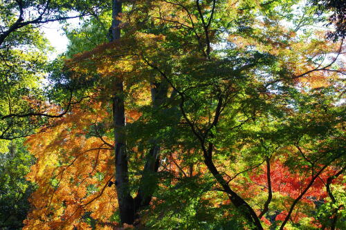 六義園の紅葉