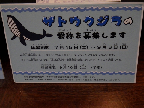 大阪市立自然史博物館2017年7月中旬12　ザトウクジラの愛称募集