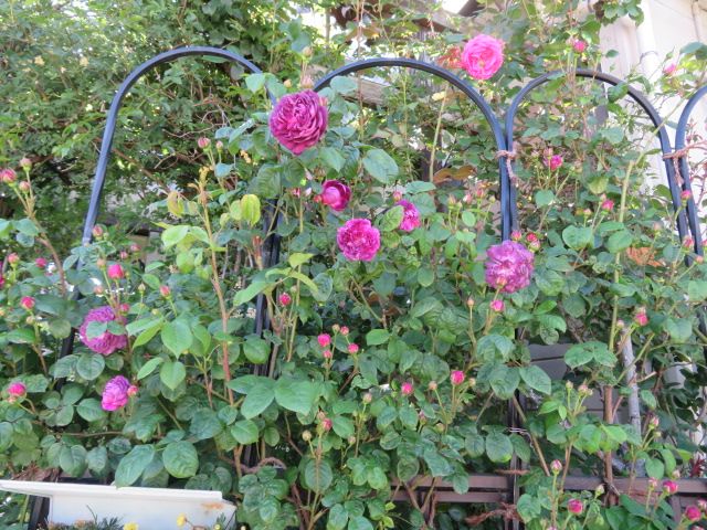 やられた バラハキリバチの被害とバラの消毒 今日のバラ ばぁばの薔薇の花園 楽天ブログ