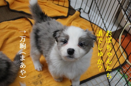 万絢 (まあや)