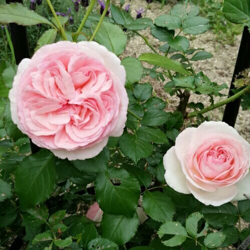 rblog-20180507224339-02.jpg