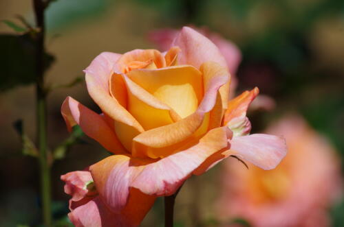 谷津バラ園のバラの花