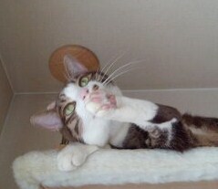 ぺろぺろ福ちゃん
