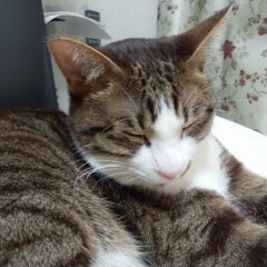 福ちゃん寝てる