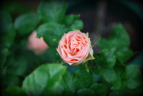 DSC_0007.JPG