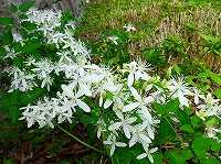 誕生花のないセンニンソウ 仙人草 の花言葉 あふれるばかりの善意 安全 なフラミュラ系のクレマチス 弥生おばさんのガーデニングノート 花と緑の365日 楽天ブログ