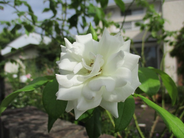 IMG_8253ss.jpg
