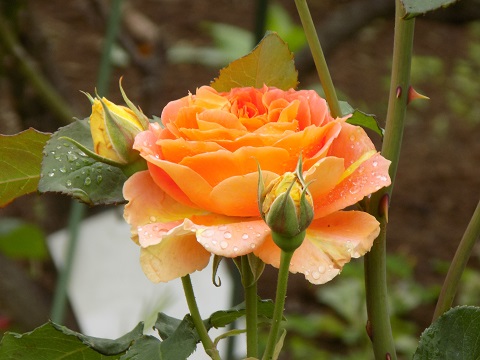 DSCN3163.JPG