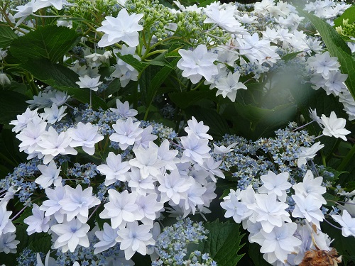 墨田の花火 コケモモ まるちわすみれのブログ 楽天ブログ