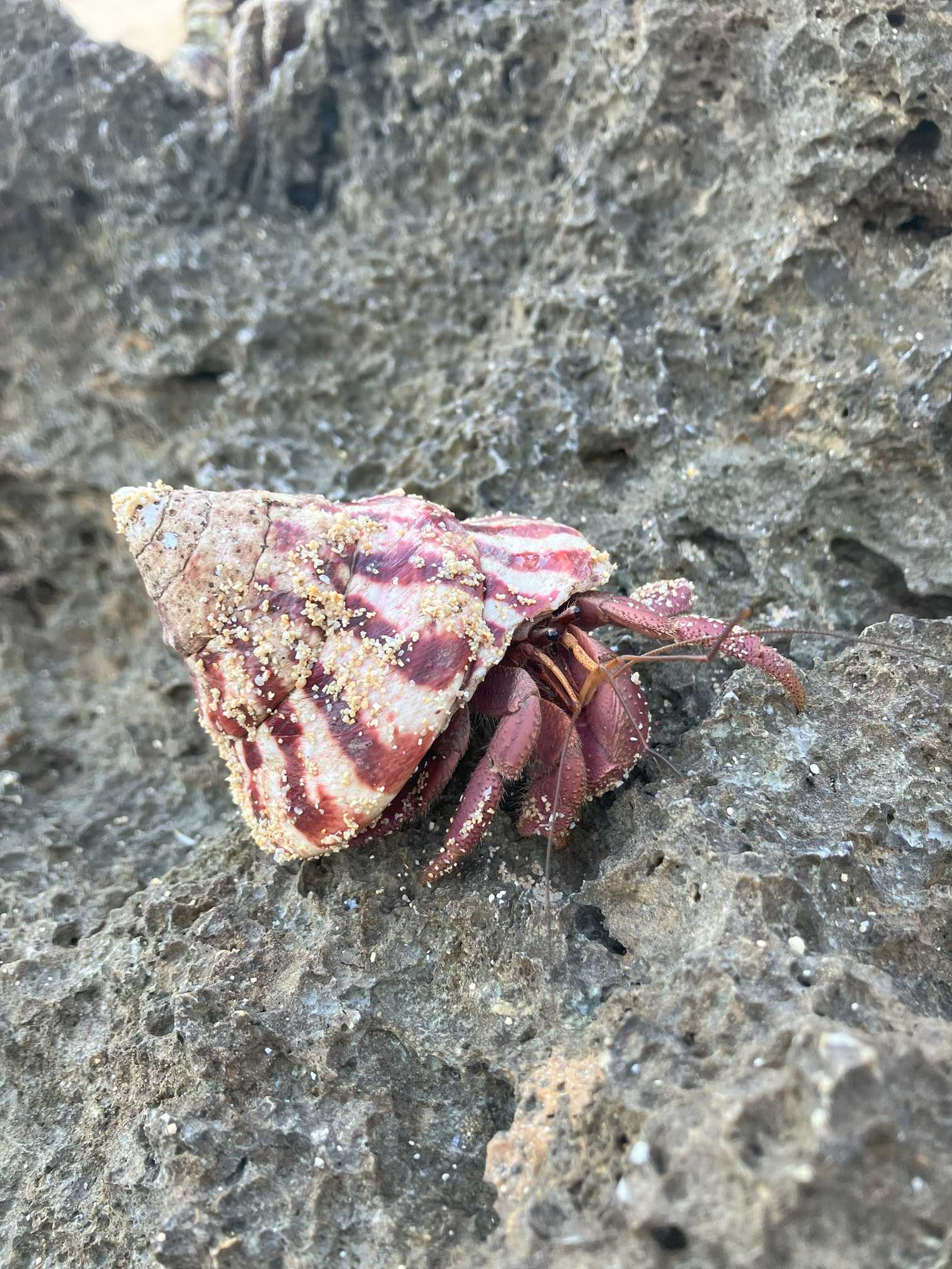 リゾートイン西表島 近くのまるまビーチ　オカヤドカリ