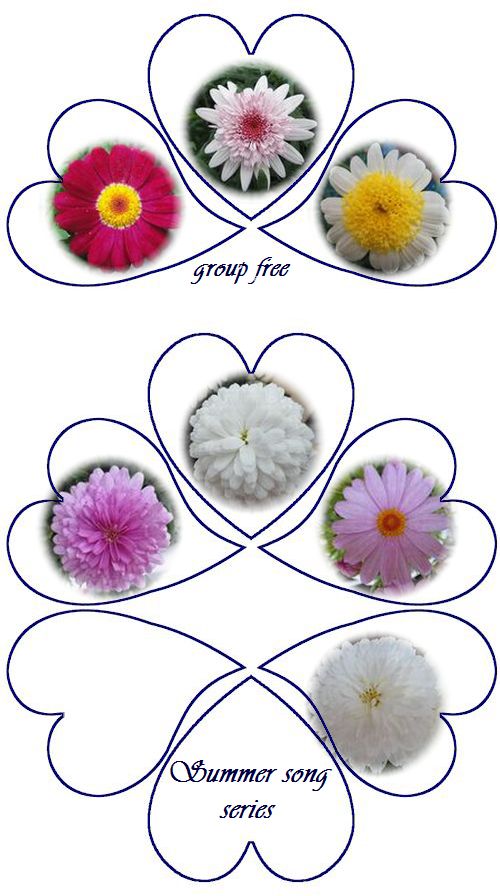 挿し芽株の親株 1