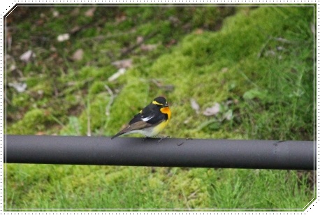 地場産-11 キビタキ・オス-1 13.4.30