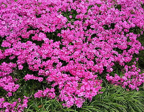 DSC_0086.jpg