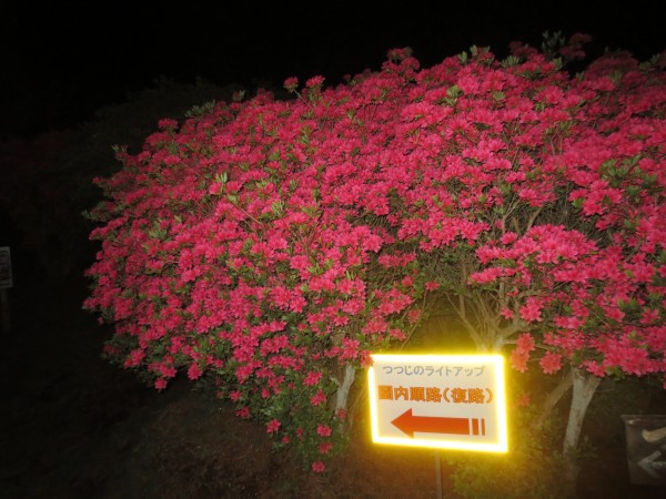 つつじライトアップ