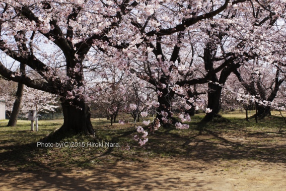 光景　sight0425 桜　サクラ　cherry blossom