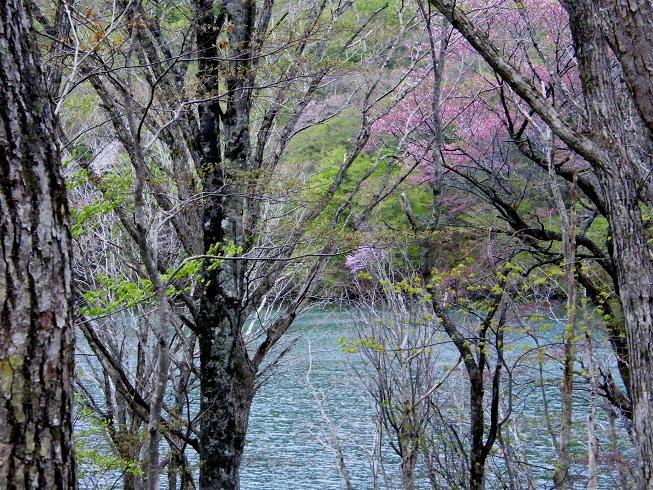 遠見の山桜