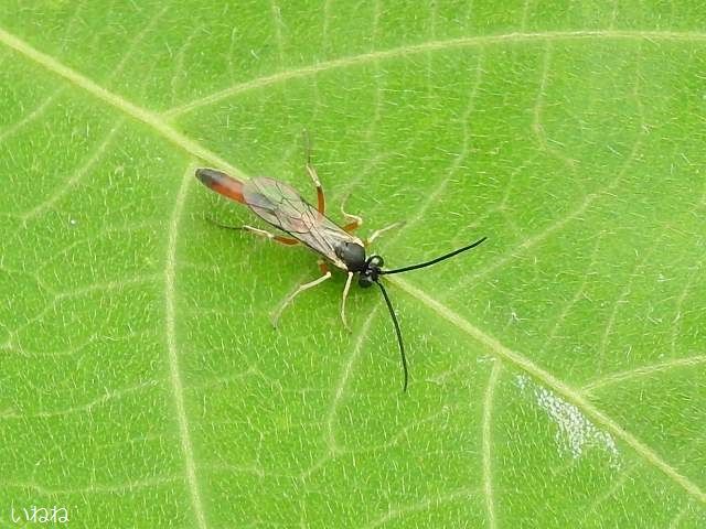 ホウネンタワラチビアメバチ オス 腹部が細長い寄生蜂です いねねの趣味三昧 昆虫 野鳥 古寺巡り 読書 木工 語学など 楽天ブログ